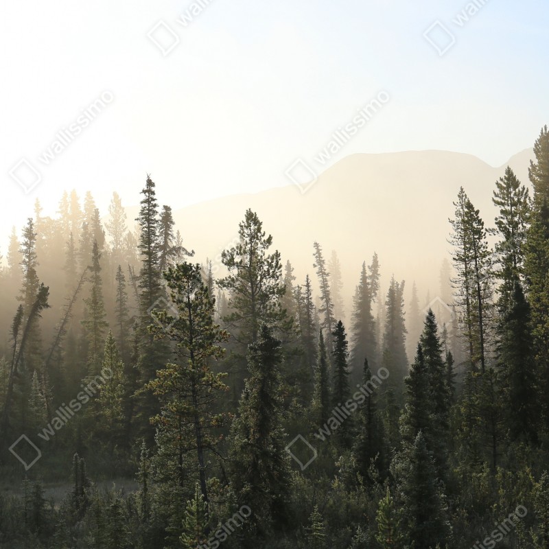 Naklejka repozycjonowalna mglisty las sosnowy o wschodzie słońca – Wallissimo® Naklejka repozycjonowalna mglisty las sosnowy o wschodzie słońca – Wallissimo®