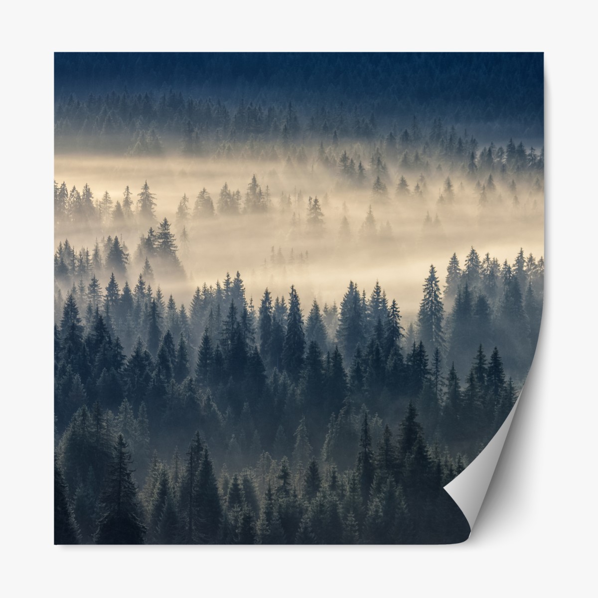 Repositionable sticker misty spruce valley at dawn