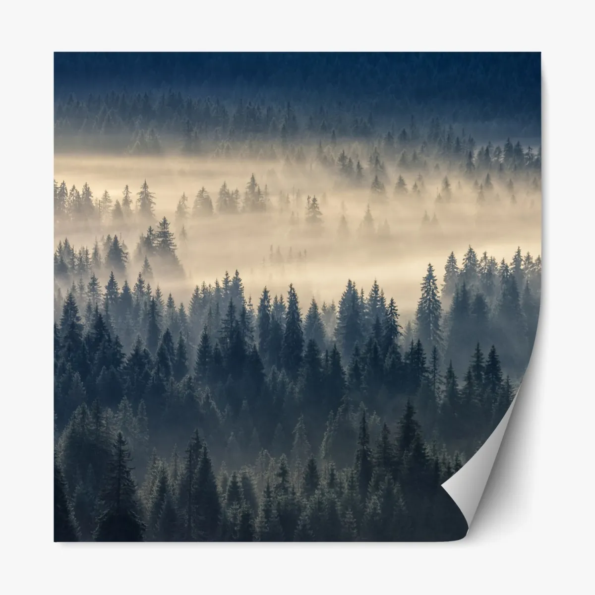 Naklejka repozycjonowalna mglista dolina świerków o świcie – Wallissimo® Naklejka repozycjonowalna mglista dolina świerków o świcie – Wallissimo®