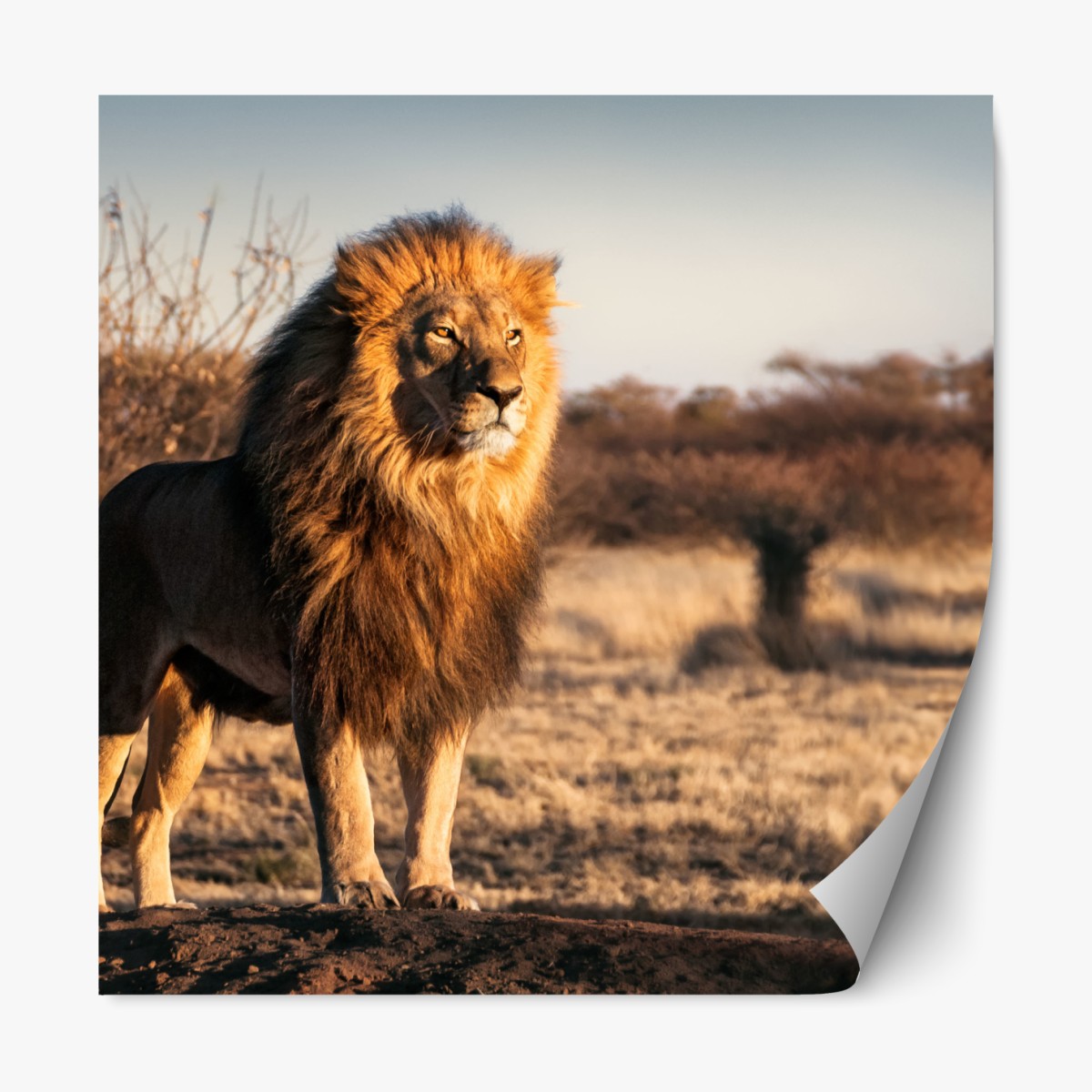 Repositionable sticker regal lion on the savannah