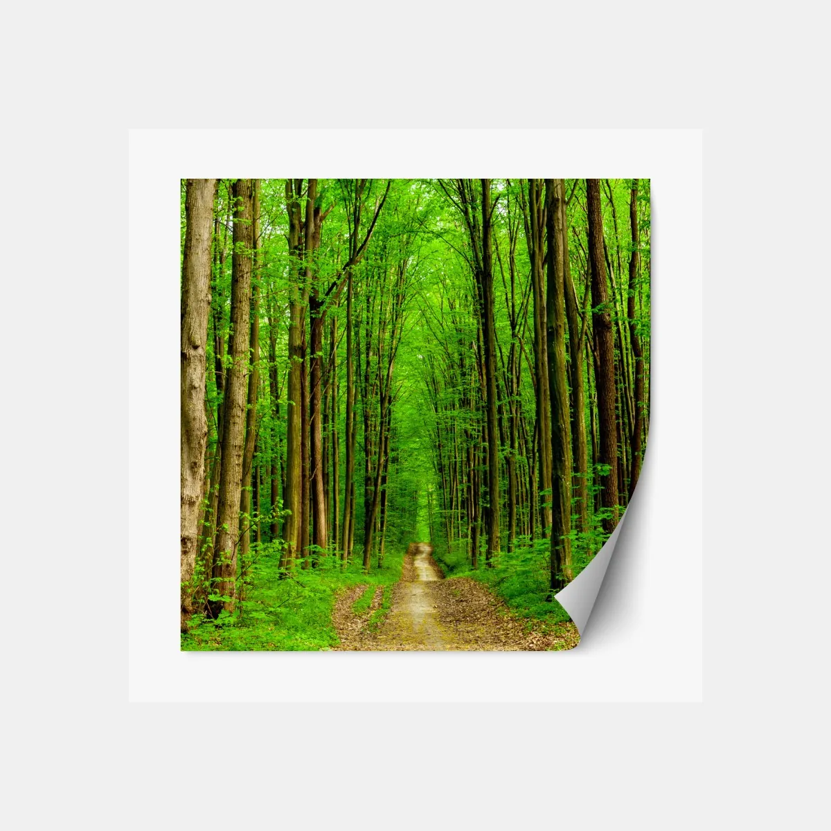 Naklejka repozycjonowalna zielona leśna ścieżka wiosną – Wallissimo® Naklejka repozycjonowalna zielona leśna ścieżka wiosną – Wallissimo®