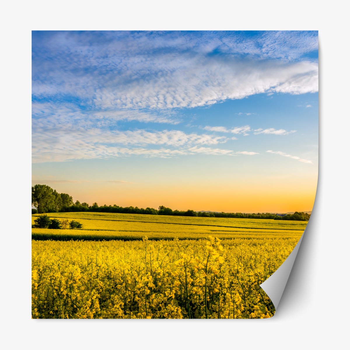 Repositionable sticker sunlit canola field at sunset