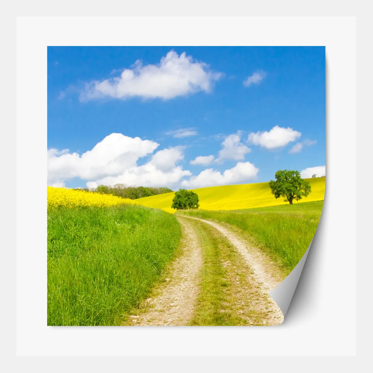 Naklejka repozycjonowalna słoneczna wiejska droga przez żółte pola – Wallissimo® Naklejka repozycjonowalna słoneczna wiejska droga przez żółte pola – Wallissimo®