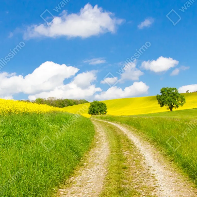 Naklejka repozycjonowalna słoneczna wiejska droga przez żółte pola – Wallissimo® Naklejka repozycjonowalna słoneczna wiejska droga przez żółte pola – Wallissimo®