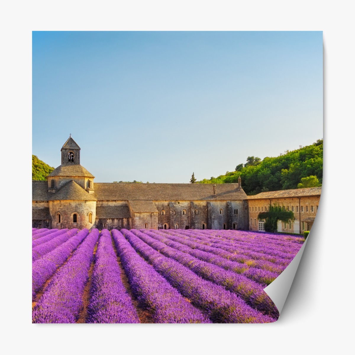 Repositionable sticker lavender fields at Abbey of Sénanque, Provence