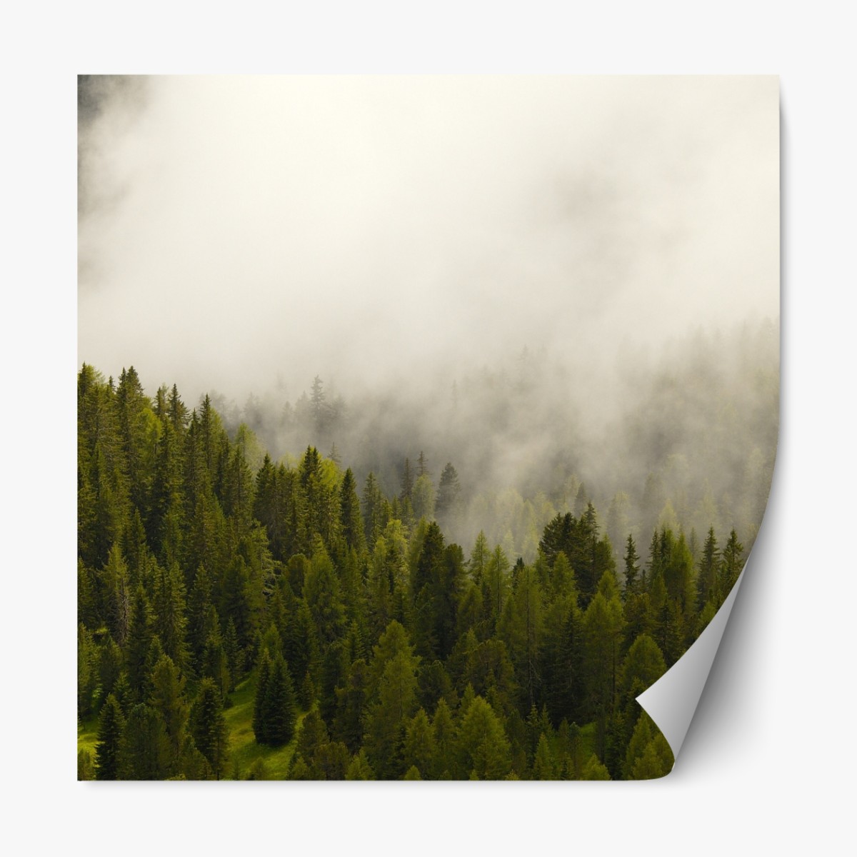 Repositionable sticker misty evergreen forest