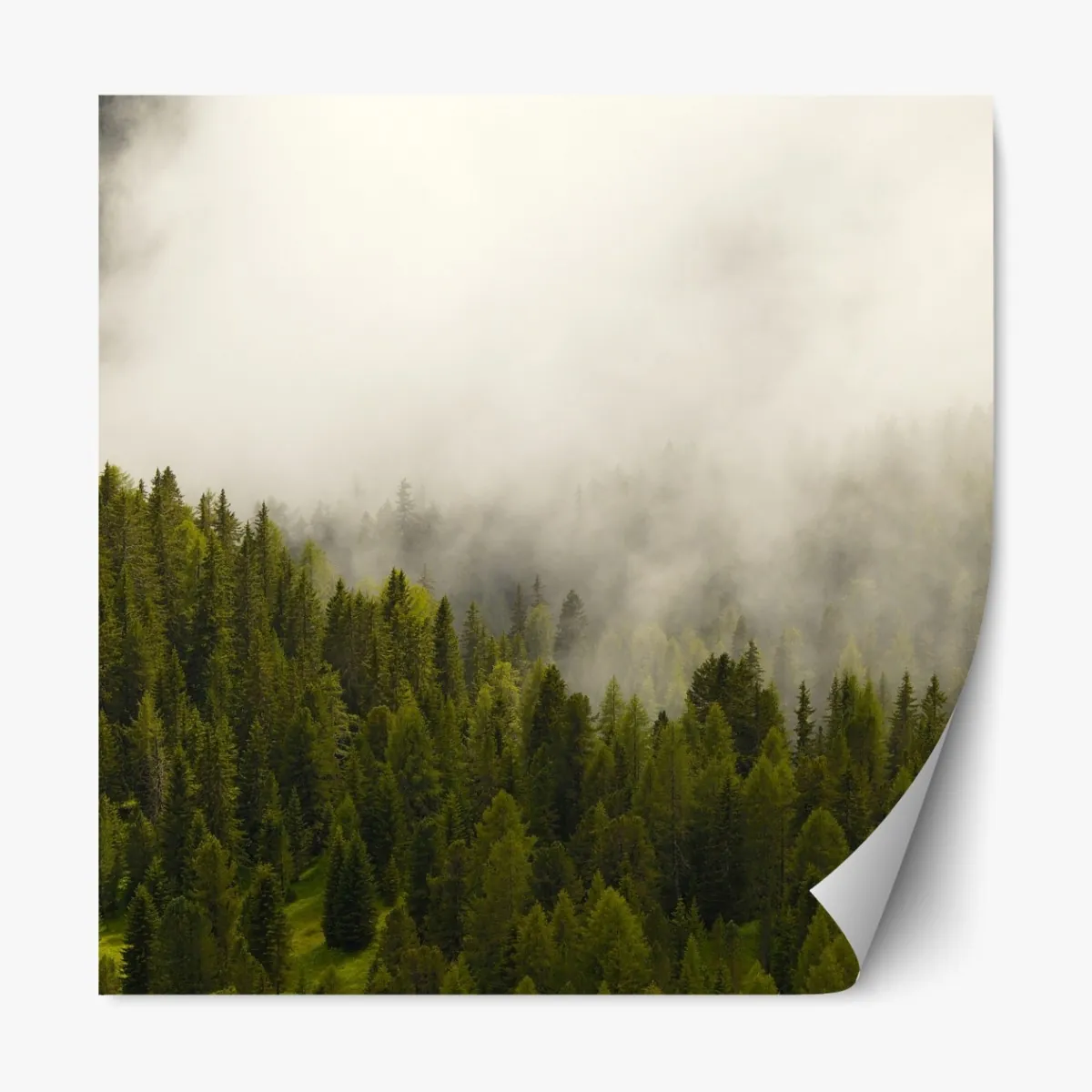 Naklejka repozycjonowalna mglisty las iglasty – Wallissimo® Naklejka repozycjonowalna mglisty las iglasty – Wallissimo®