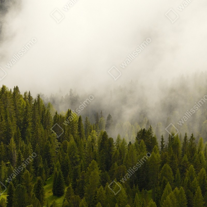 Naklejka repozycjonowalna mglisty las iglasty – Wallissimo® Naklejka repozycjonowalna mglisty las iglasty – Wallissimo®