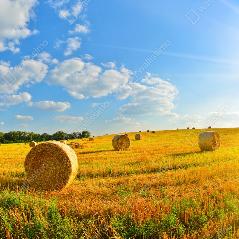 Naklejka repozycjonowalna złote pole siana pod błękitnym niebem – Wallissimo® Naklejka repozycjonowalna złote pole siana pod błękitnym niebem – Wallissimo®