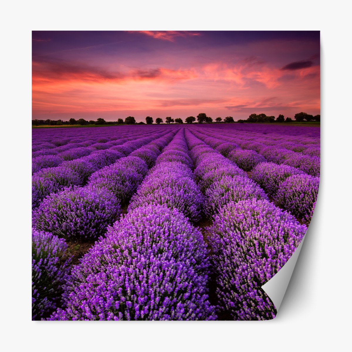 Repositionable sticker lavender field at sunset