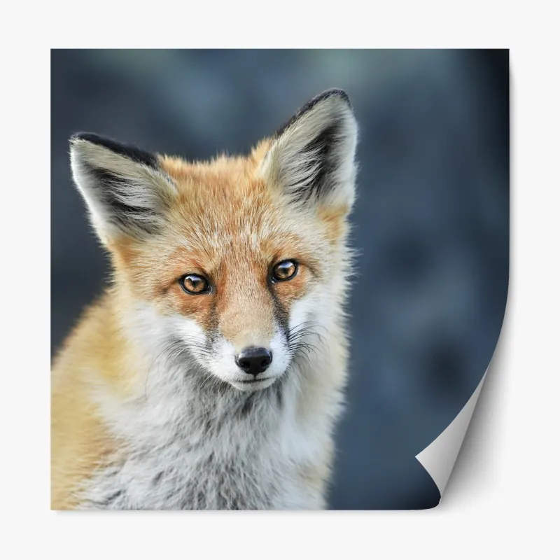 Naklejka repozycjonowalna portret czerwonego lisa