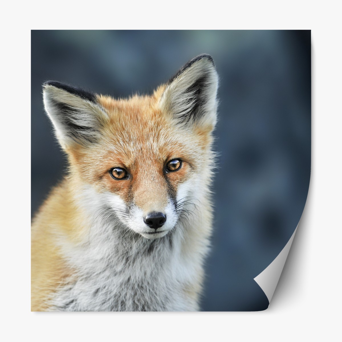 Repositionable sticker red fox close-up portrait