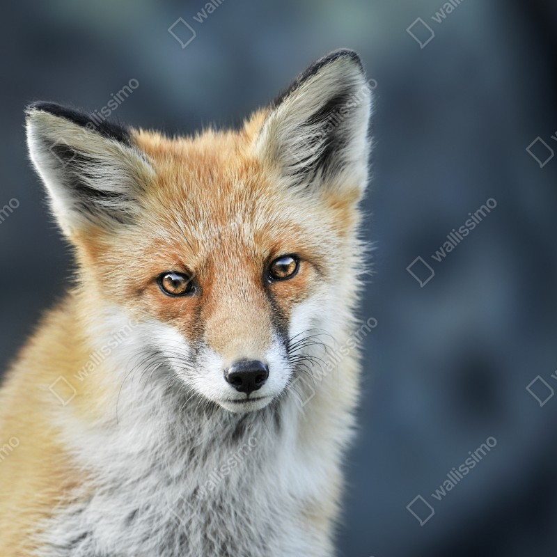 Naklejka repozycjonowalna portret czerwonego lisa – Wallissimo® Naklejka repozycjonowalna portret czerwonego lisa – Wallissimo®