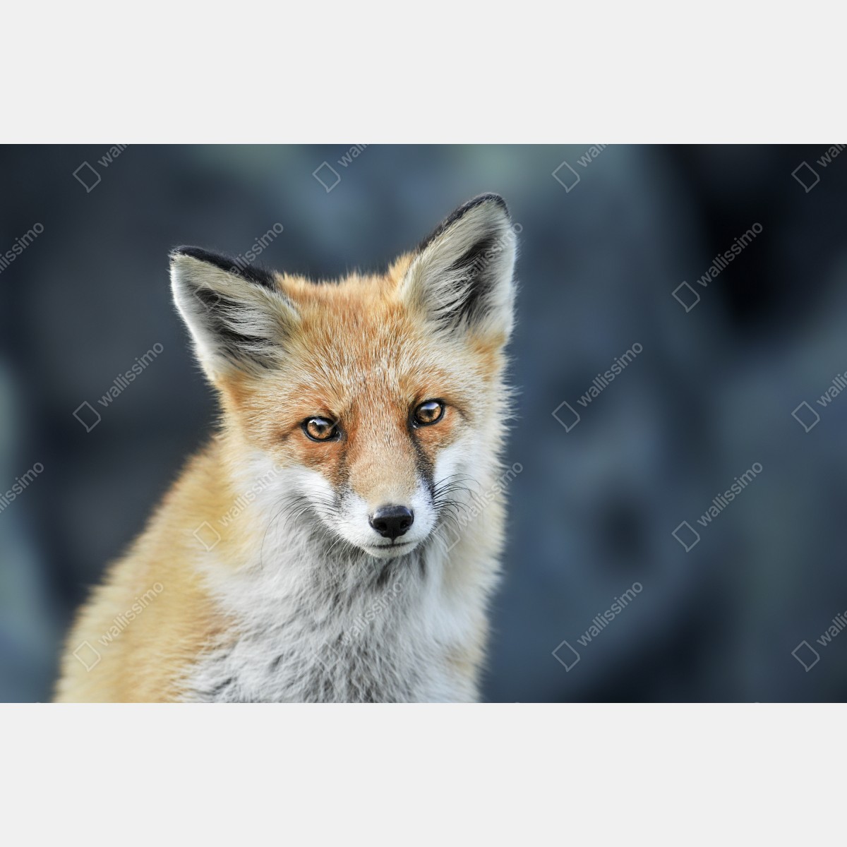 Naklejka repozycjonowalna portret czerwonego lisa – Wallissimo® Naklejka repozycjonowalna portret czerwonego lisa – Wallissimo®