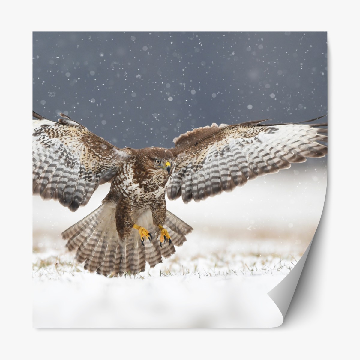 Repositionable sticker common buzzard landing in snow