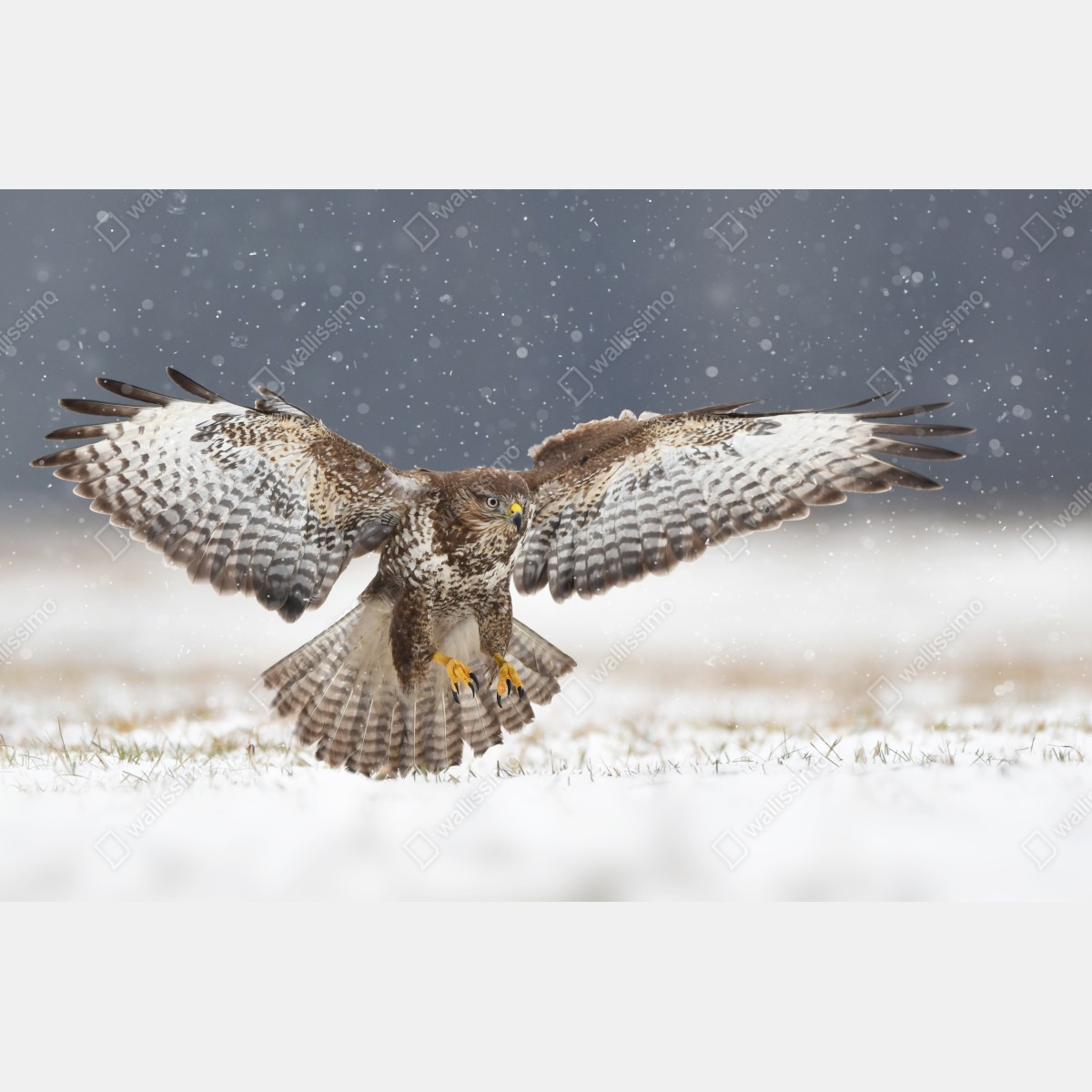 Naklejka repozycjonowalna myszołów lądujący na śniegu – Wallissimo® Naklejka repozycjonowalna myszołów lądujący na śniegu – Wallissimo®