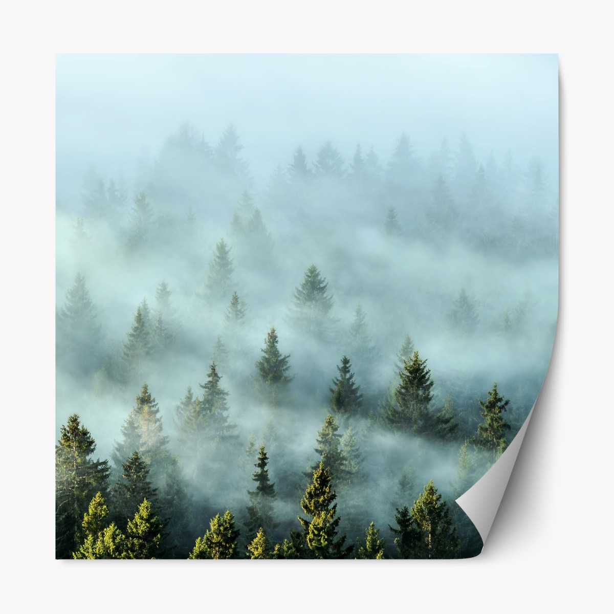 Repositionable sticker misty fir forest in morning fog