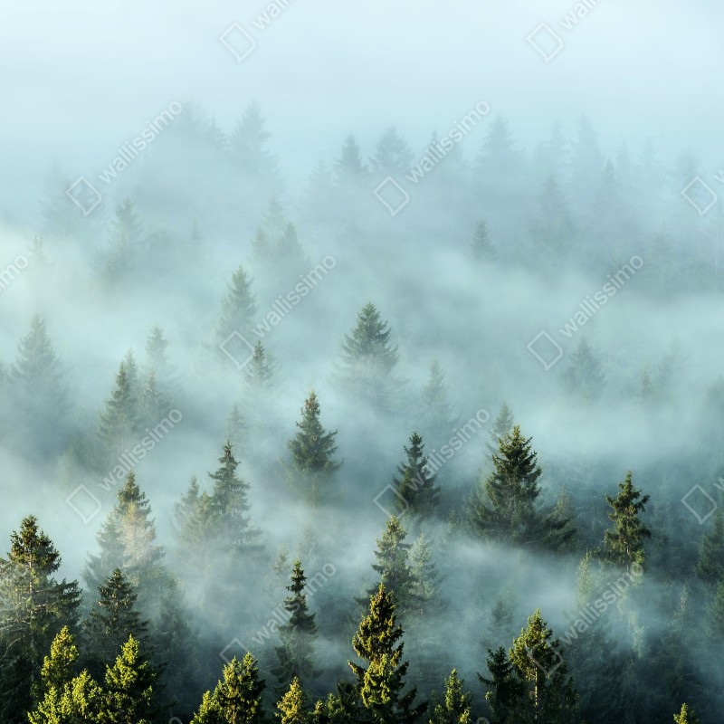 Naklejka repozycjonowalna mglisty las jodłowy o poranku – Wallissimo® Naklejka repozycjonowalna mglisty las jodłowy o poranku – Wallissimo®