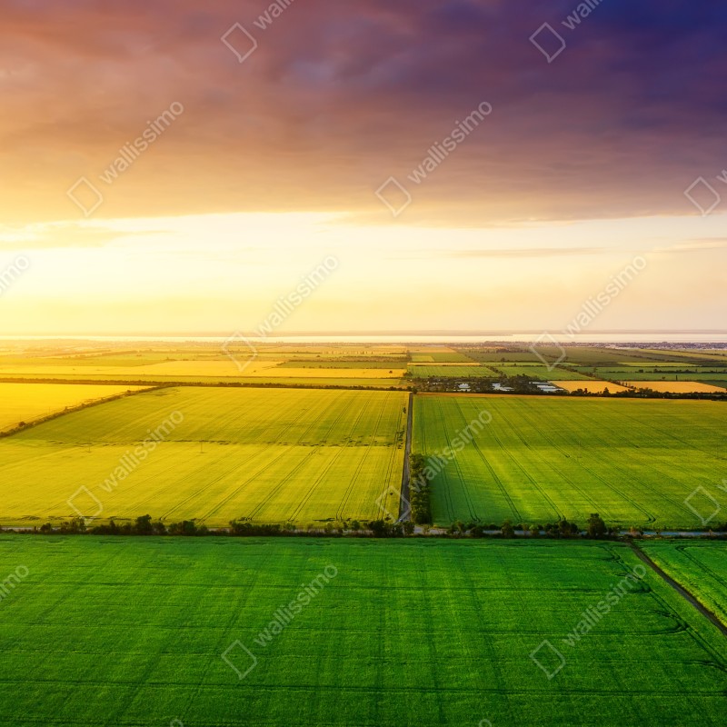 Naklejka repozycjonowalna zachód słońca nad zielonymi polami – Wallissimo® Naklejka repozycjonowalna zachód słońca nad zielonymi polami – Wallissimo®