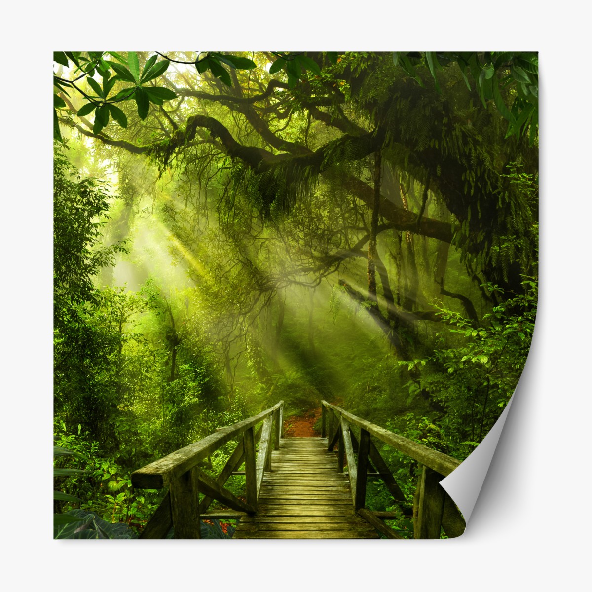 Repositionable sticker sunlit forest pathway