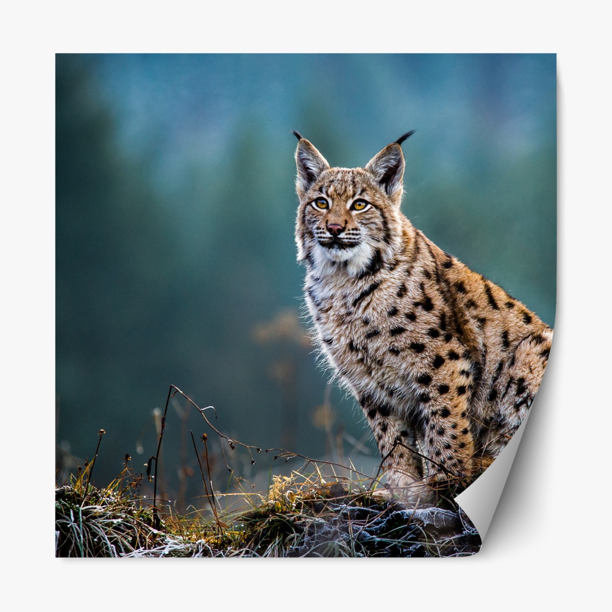 Repositionable sticker majestic Eurasian lynx in natural habitat