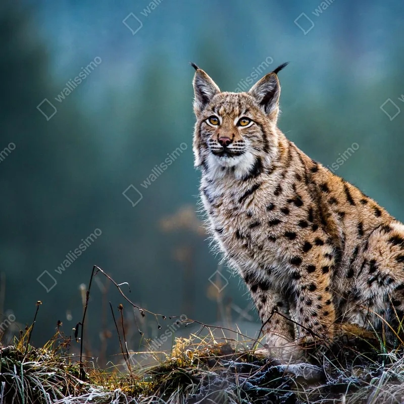 Naklejka repozycjonowalna majestatyczny ryś w naturalnym środowisku – Wallissimo® Naklejka repozycjonowalna majestatyczny ryś w naturalnym środowisku – Wallissimo®