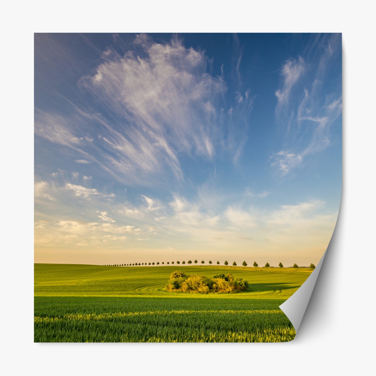 Repositionable sticker green meadow with a line of young trees