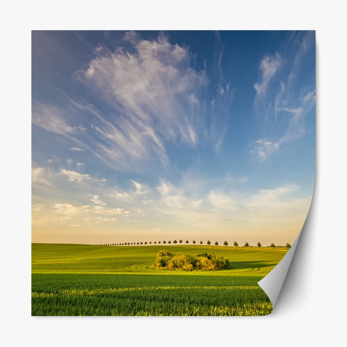 Naklejka repozycjonowalna zielona łąka z rzędami młodych drzew – Wallissimo® Naklejka repozycjonowalna zielona łąka z rzędami młodych drzew – Wallissimo®