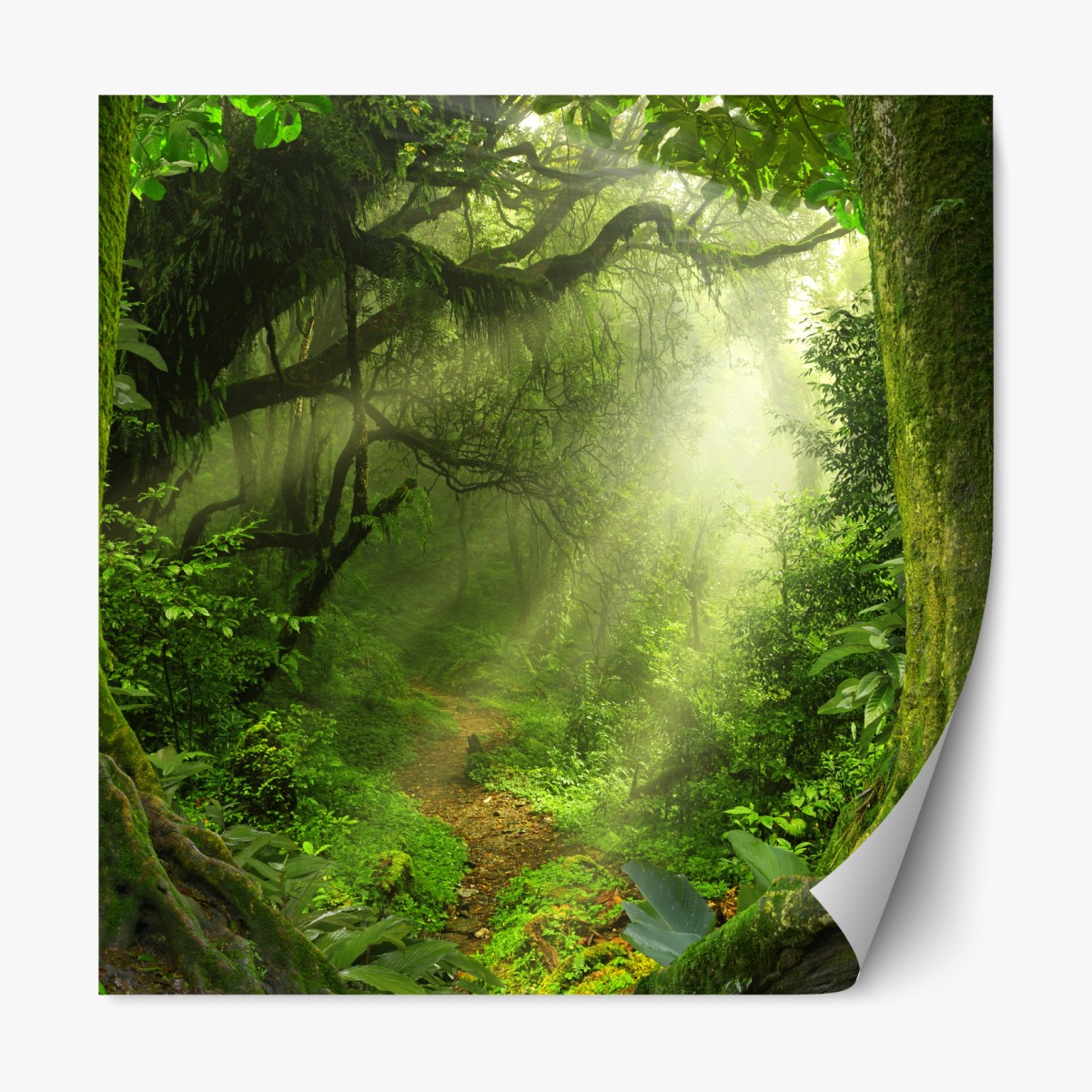 Repositionable sticker sunlit mossy forest trail