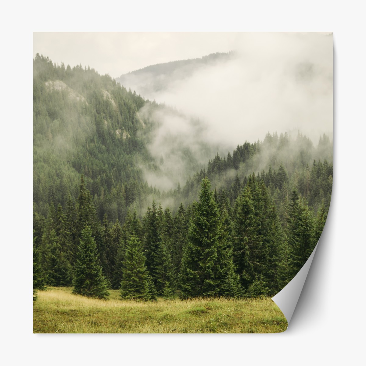 Repositionable sticker misty evergreen forest landscape