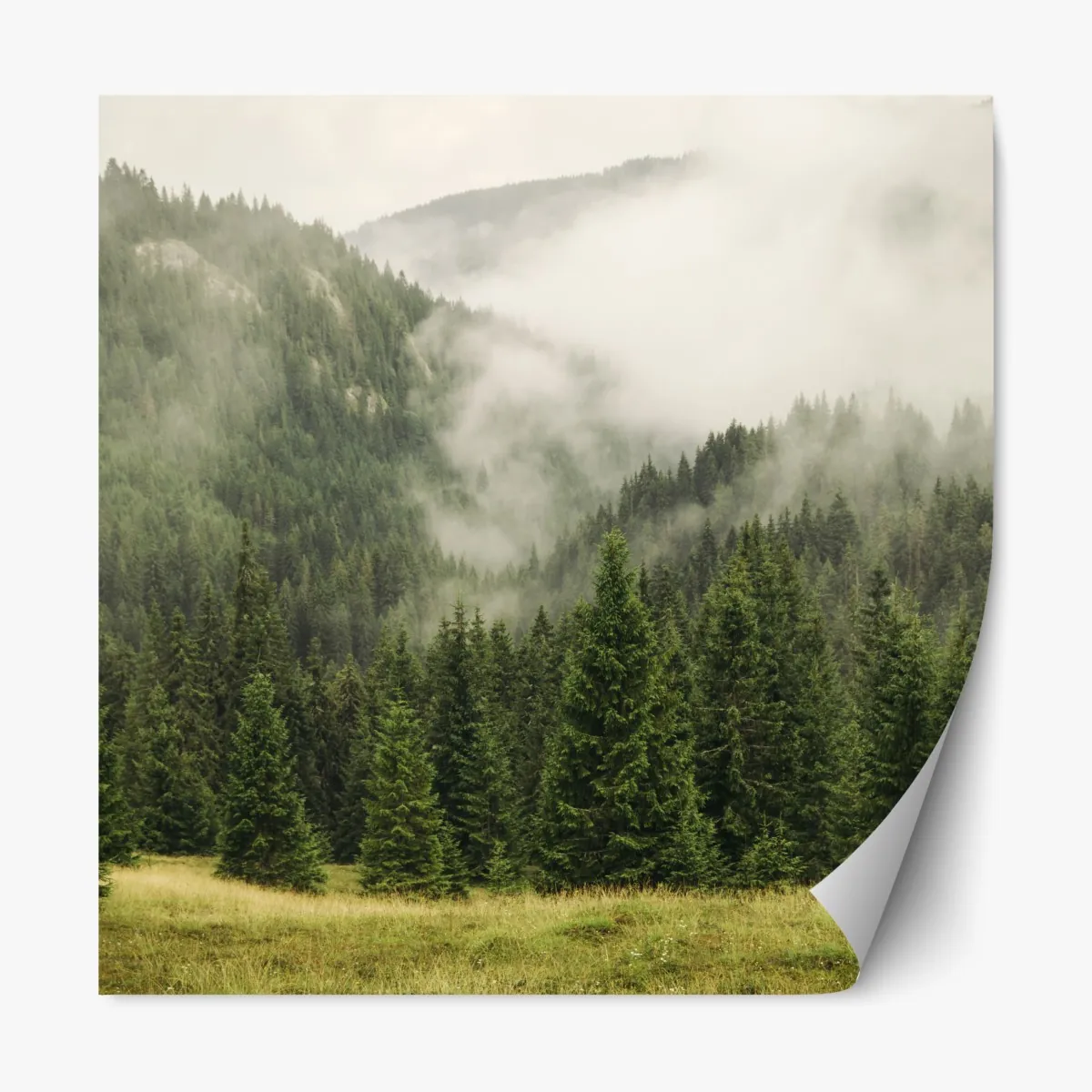 Naklejka repozycjonowalna mglisty las iglasty – Wallissimo® Naklejka repozycjonowalna mglisty las iglasty – Wallissimo®