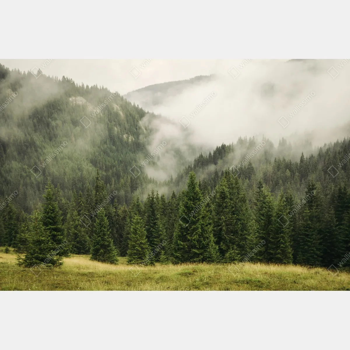 Naklejka repozycjonowalna mglisty las iglasty – Wallissimo® Naklejka repozycjonowalna mglisty las iglasty – Wallissimo®