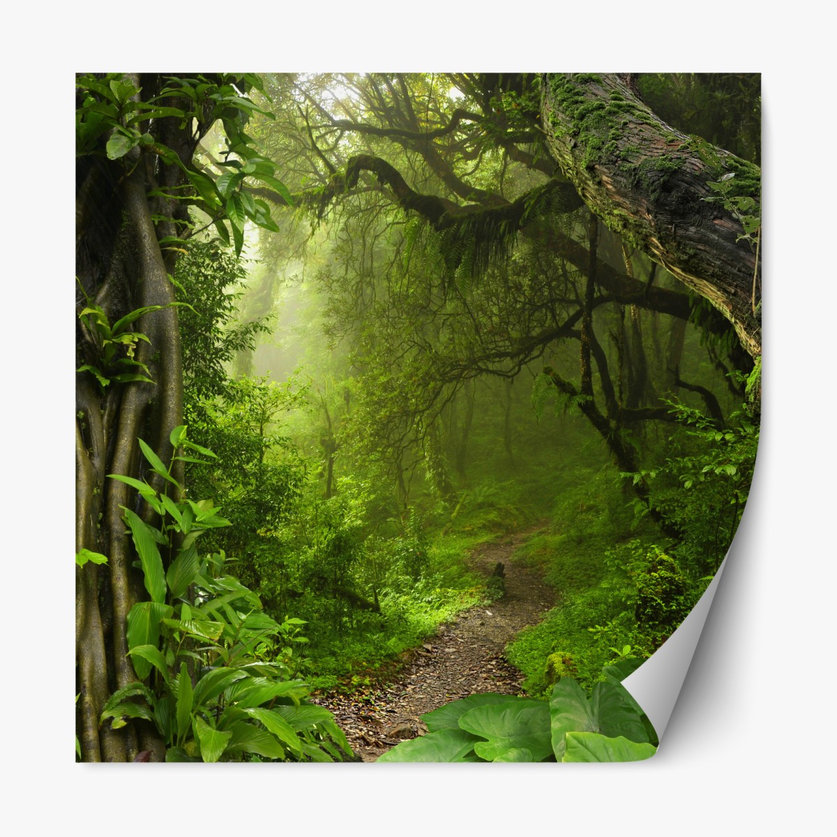 Repositionable sticker lush misty forest trail