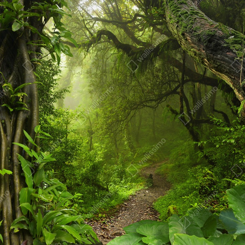 Naklejka repozycjonowalna bujna mglista leśna ścieżka – Wallissimo® Naklejka repozycjonowalna bujna mglista leśna ścieżka – Wallissimo®