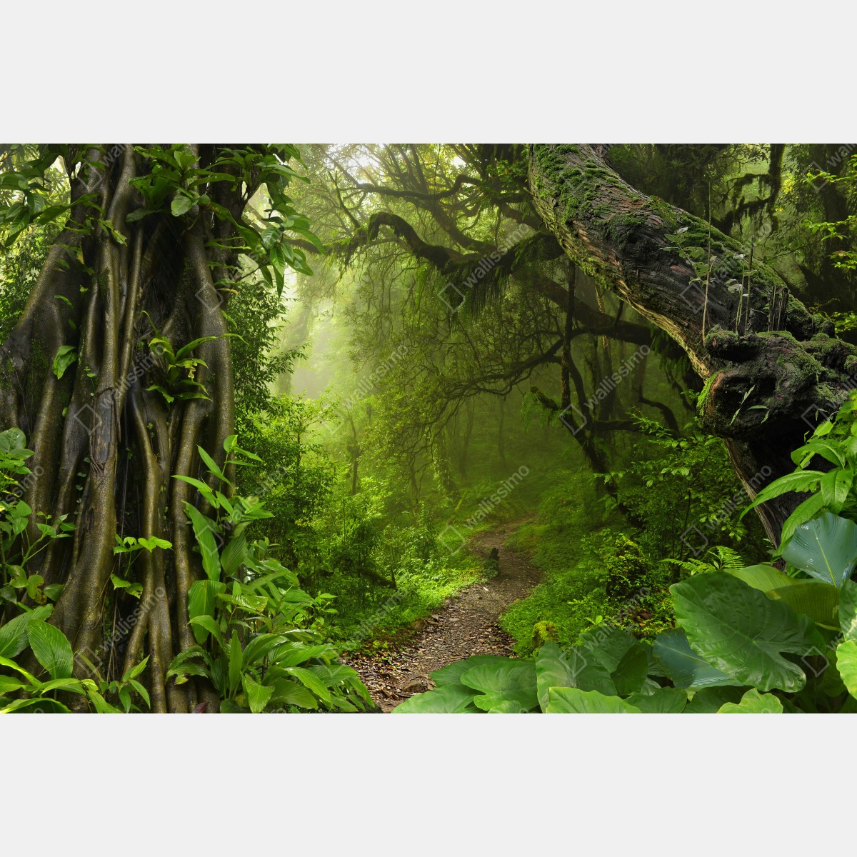 Naklejka repozycjonowalna bujna mglista leśna ścieżka – Wallissimo® Naklejka repozycjonowalna bujna mglista leśna ścieżka – Wallissimo®