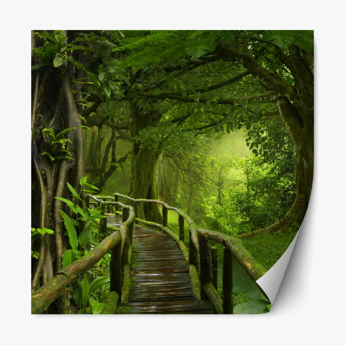 Repositionable sticker misty tropical jungle boardwalk