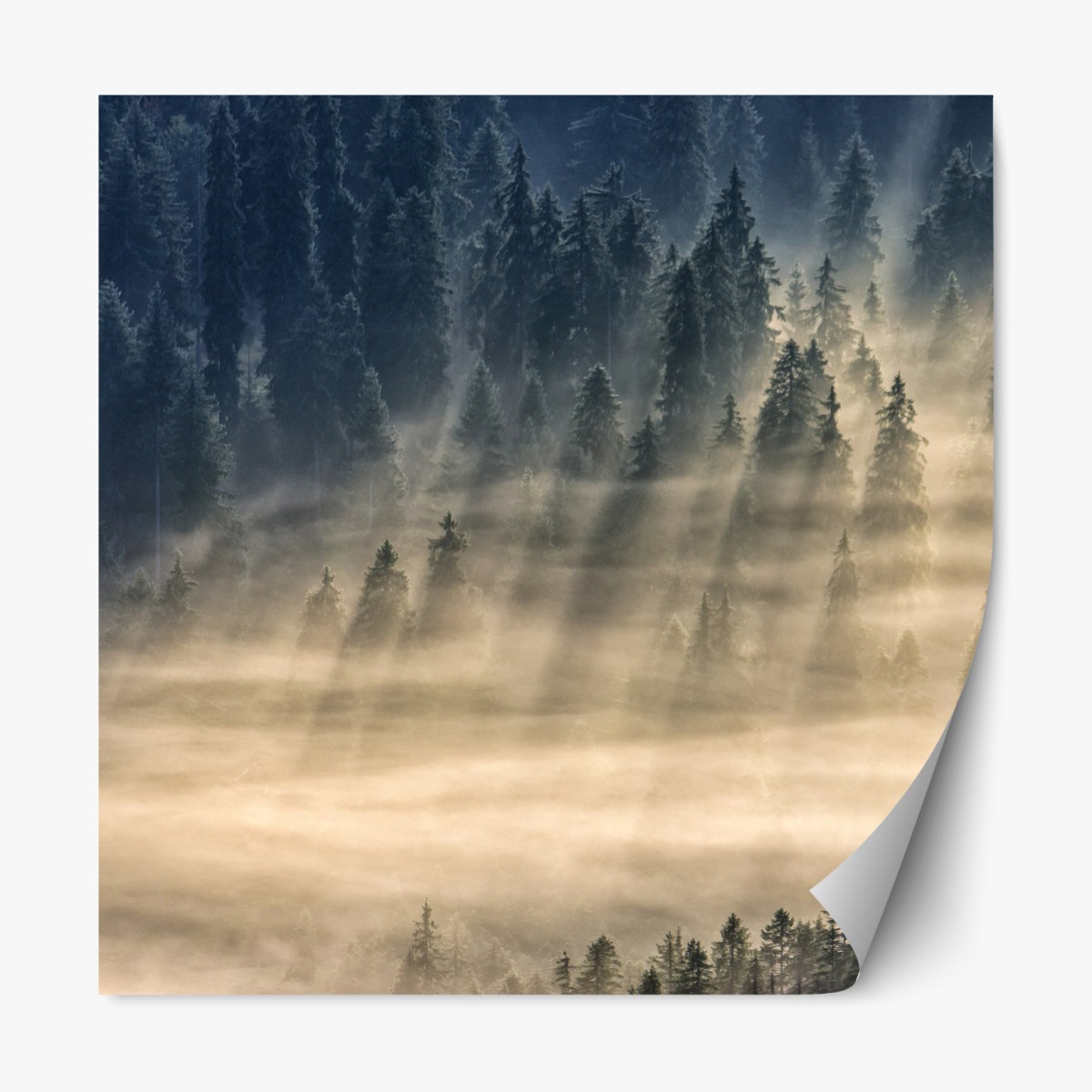 Repositionable sticker misty spruce forest with sun rays