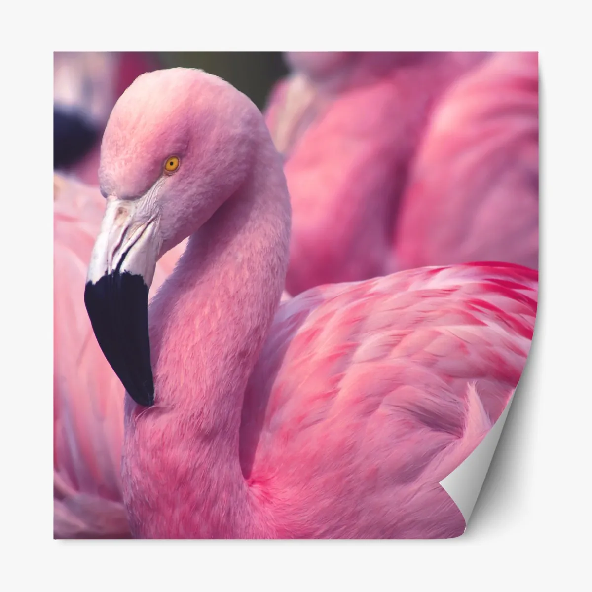 Naklejka repozycjonowalna różowy portret flaminga – Wallissimo® Naklejka repozycjonowalna różowy portret flaminga – Wallissimo®