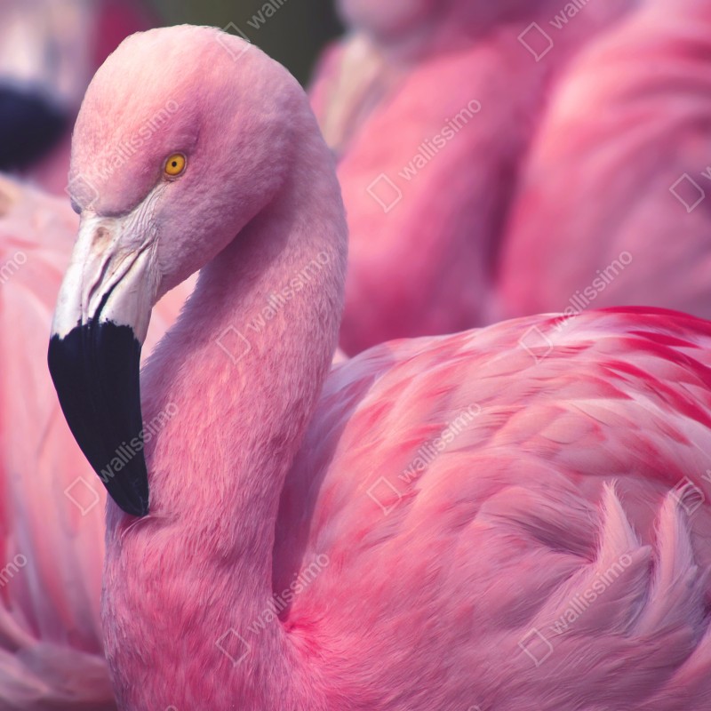 Naklejka repozycjonowalna różowy portret flaminga – Wallissimo® Naklejka repozycjonowalna różowy portret flaminga – Wallissimo®