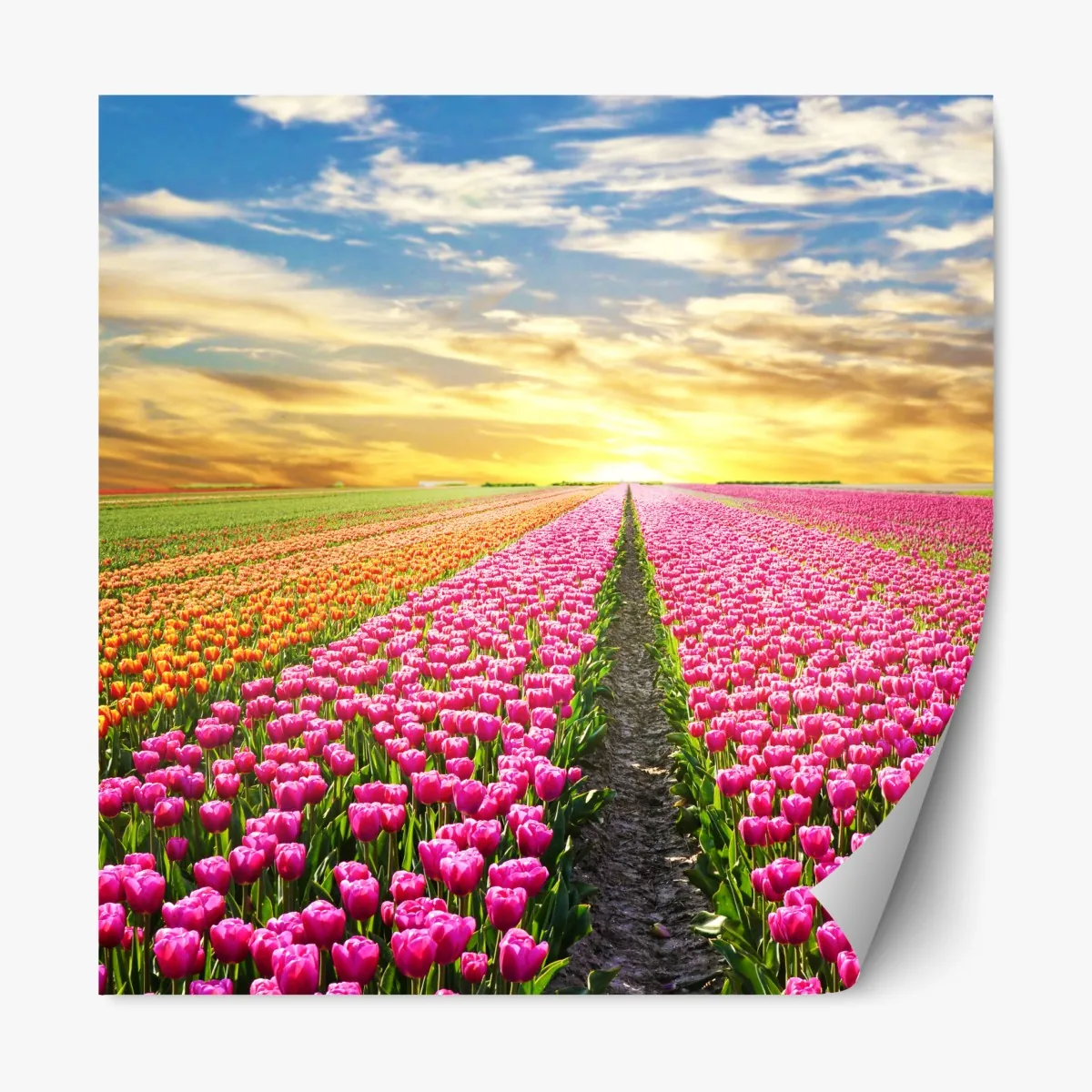 Naklejka repozycjonowalna wschód słońca nad polami tulipanów w Holandii – Wallissimo® Naklejka repozycjonowalna wschód słońca nad polami tulipanów w Holandii – Wallissimo®