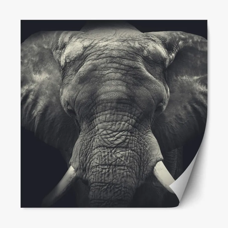 Naklejka repozycjonowalna białe zbliżenie stokrotki na czarnym tle – Wallissimo®