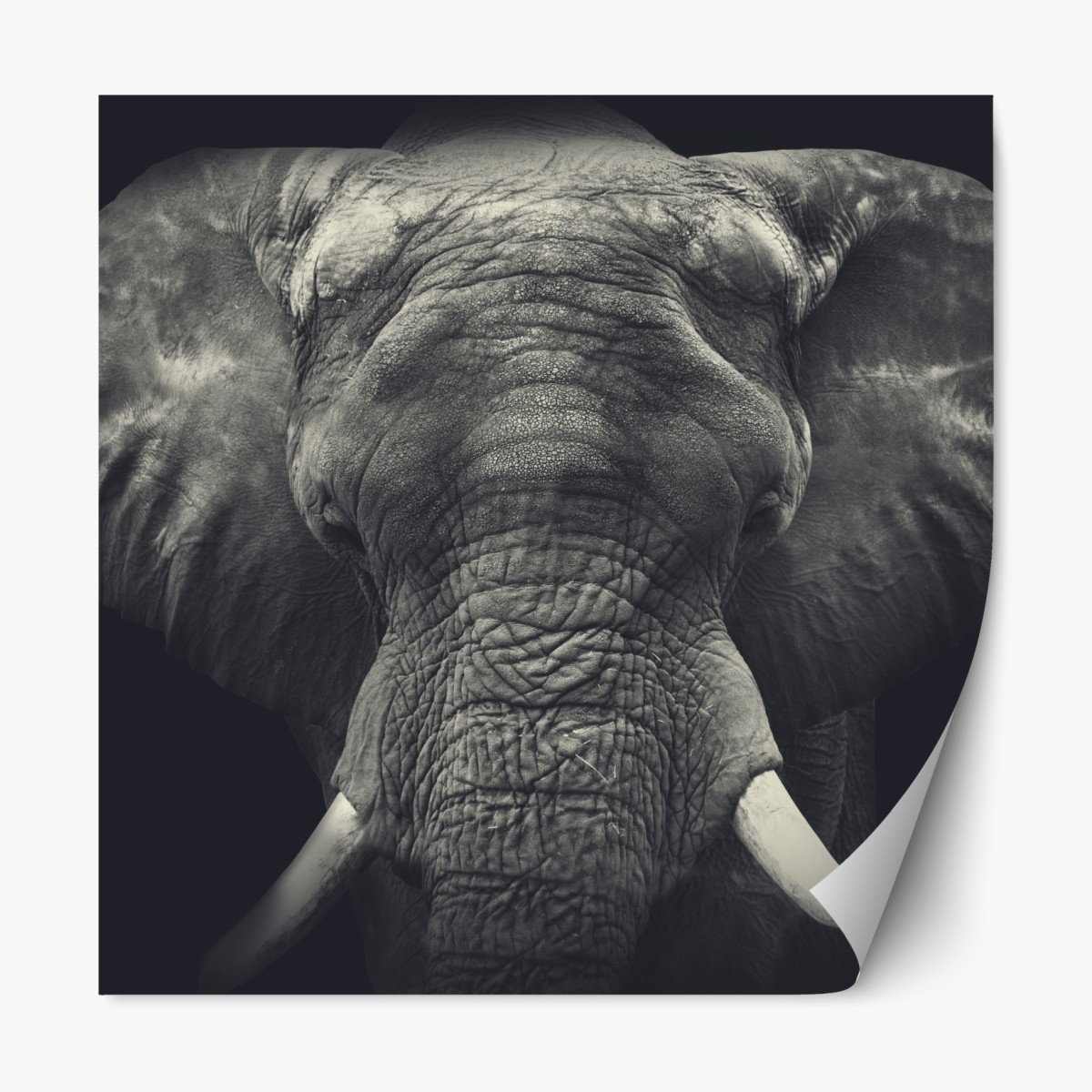 Repositionable sticker majestic elephant portrait in monochrome