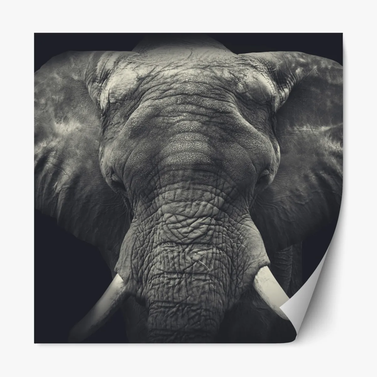 Naklejka repozycjonowalna dostojny portret słonia w monochromie – Wallissimo® Naklejka repozycjonowalna dostojny portret słonia w monochromie – Wallissimo®