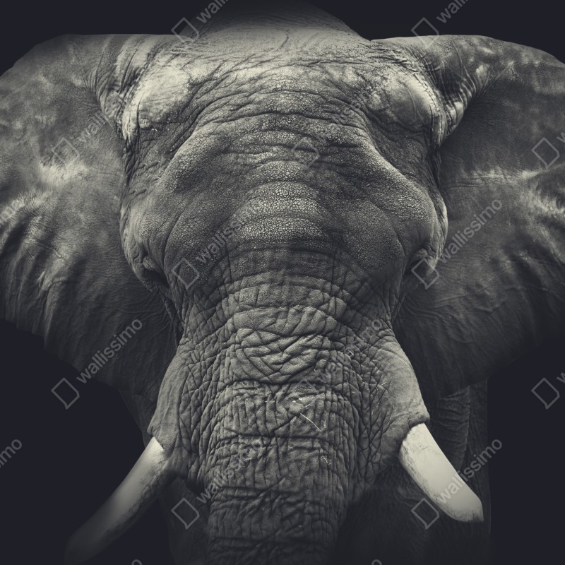 Naklejka repozycjonowalna dostojny portret słonia w monochromie – Wallissimo® Naklejka repozycjonowalna dostojny portret słonia w monochromie – Wallissimo®