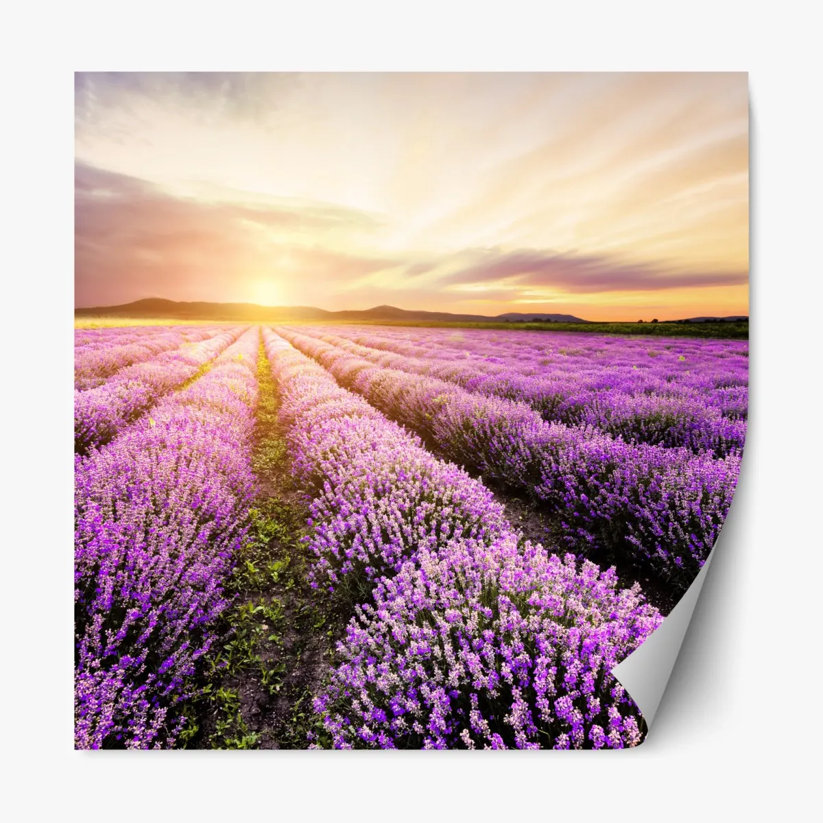 Naklejka repozycjonowalna wschód słońca nad polami lawendy – Wallissimo® Naklejka repozycjonowalna wschód słońca nad polami lawendy – Wallissimo®