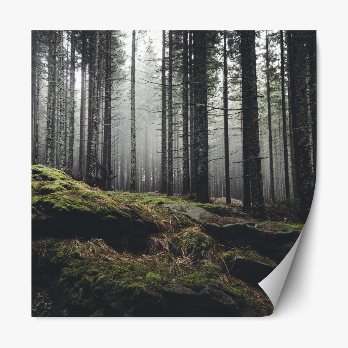 Repositionable sticker misty mossy forest landscape