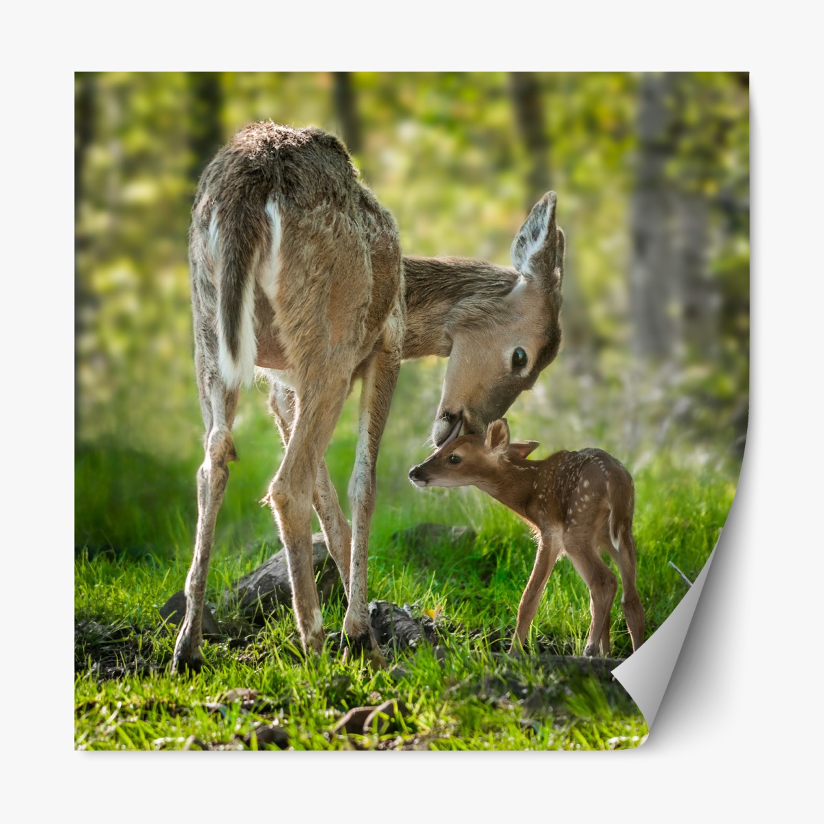 Repositionable sticker mother deer and fawn in a sunlit forest