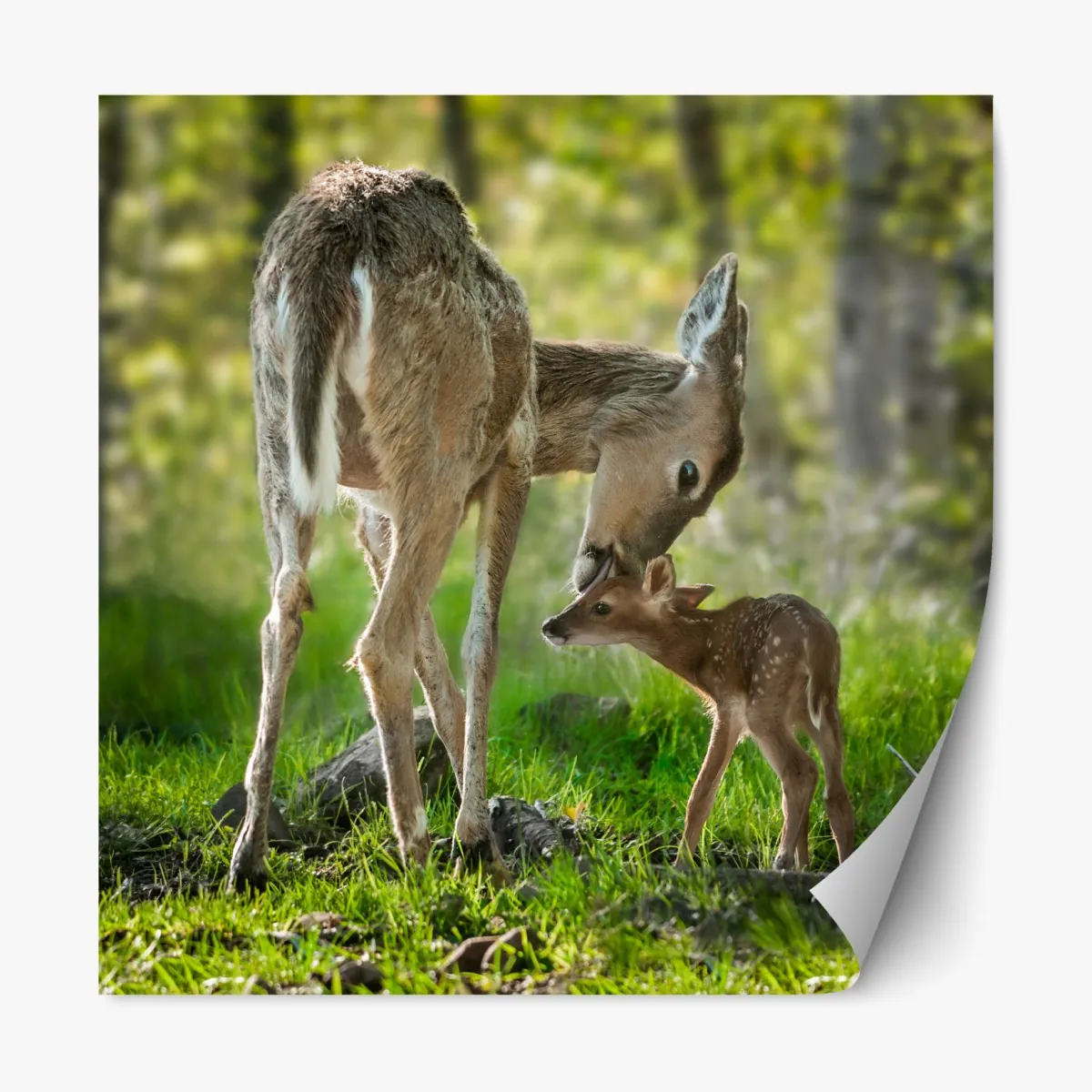 Naklejka repozycjonowalna jeleń z cielakiem w zielonym lesie – Wallissimo® Naklejka repozycjonowalna jeleń z cielakiem w zielonym lesie – Wallissimo®