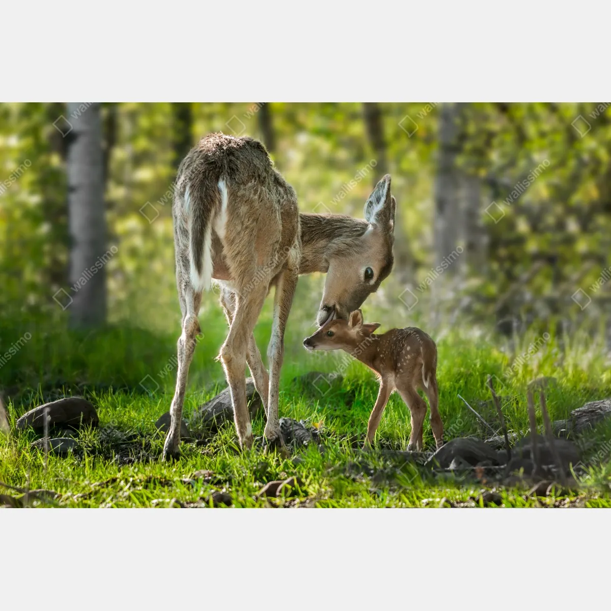 Naklejka repozycjonowalna jeleń z cielakiem w zielonym lesie – Wallissimo® Naklejka repozycjonowalna jeleń z cielakiem w zielonym lesie – Wallissimo®