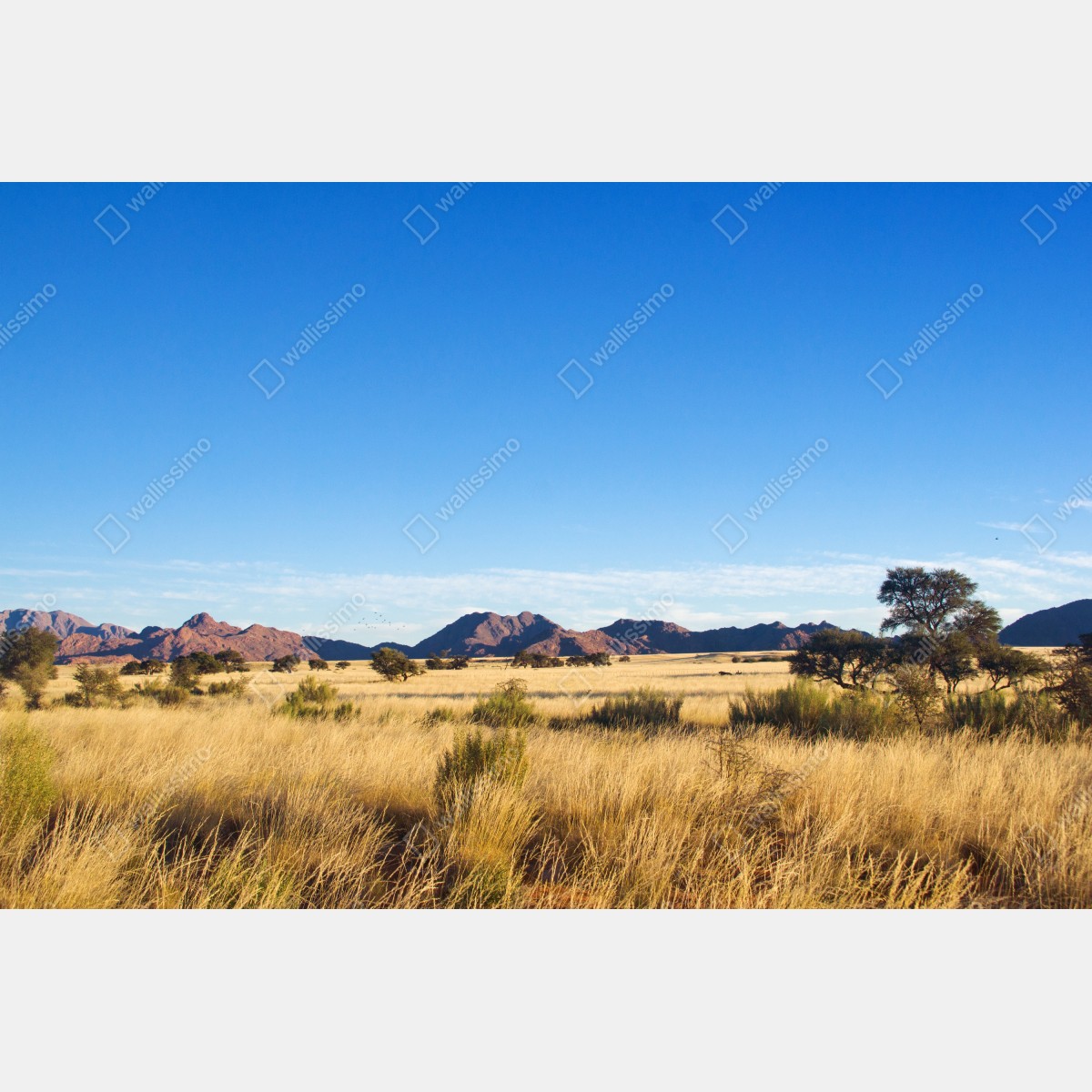 Naklejka repozycjonowalna spokojny krajobraz sawanny pod bezchmurnym niebem – Wallissimo® Naklejka repozycjonowalna spokojny krajobraz sawanny pod bezchmurnym niebem – Wallissimo®